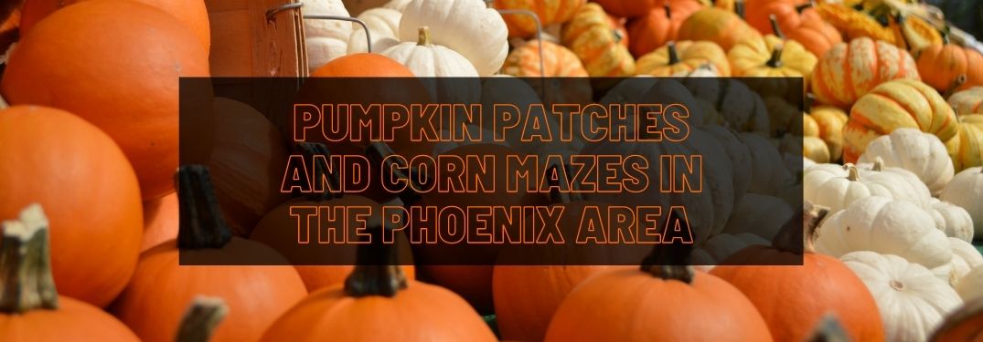 Orange and White Pumpkins with Black Text Box and Orange Pumpkin Patches and Corn Mazes in the Phoenix Area Text